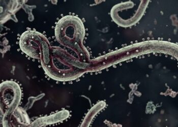 WHO Tetapkan Ebola Sebagai PHEIC, Kemenkes Tingkatkan Pengawasan dan Imbau Masyarakat Tetap Waspada